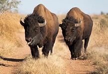 Majestuoso bisonte americano vuelve al estado de Sonora